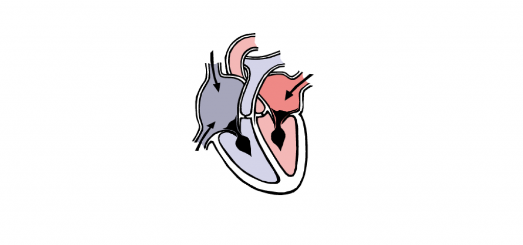 heart vector